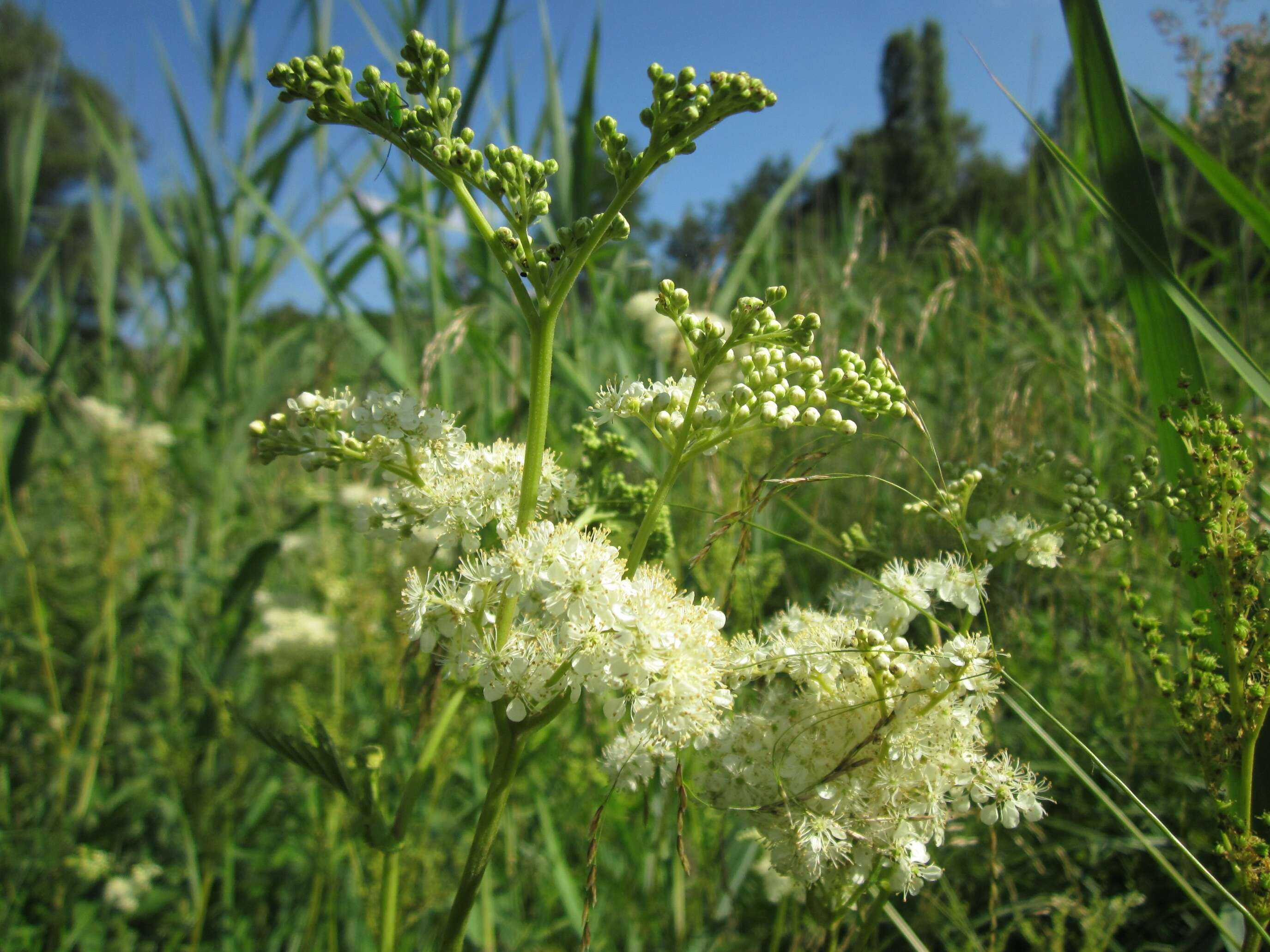 Image of Meadowsweet