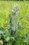 Image de Verbascum pulverulentum Vill.