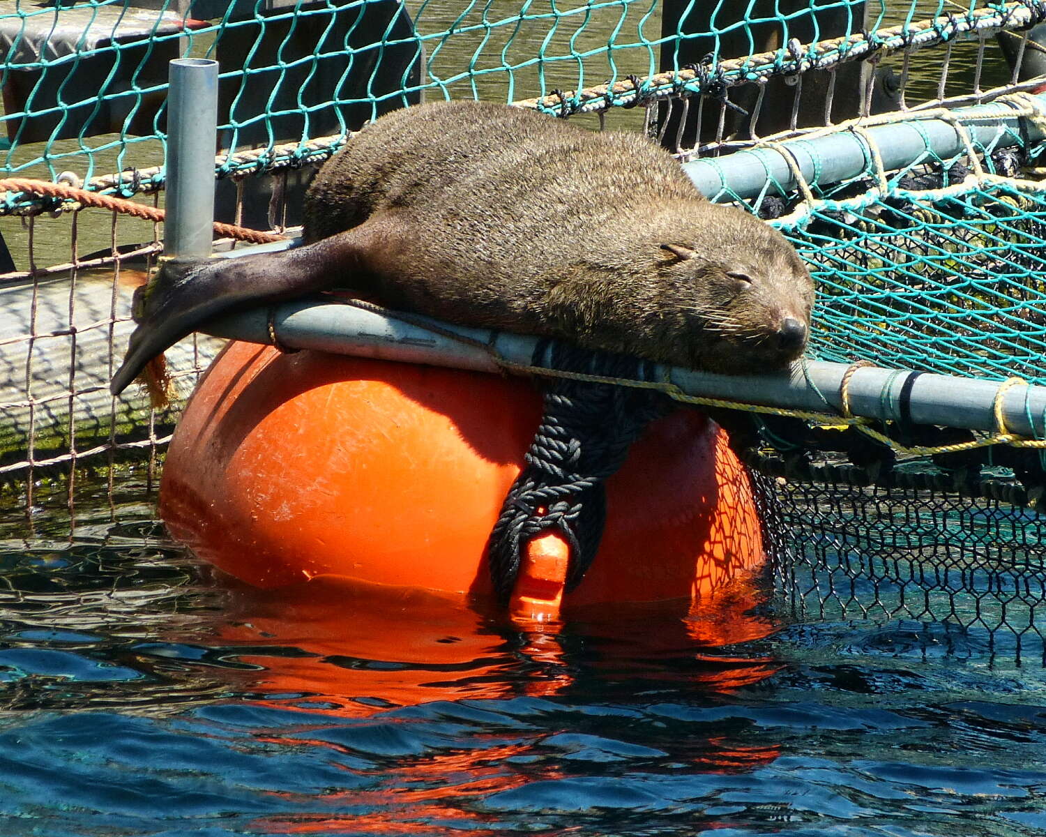 Image of Antipodean Fur Seal