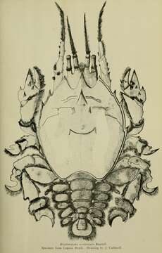 Image of spiny mole crab