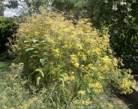 Image of fennel