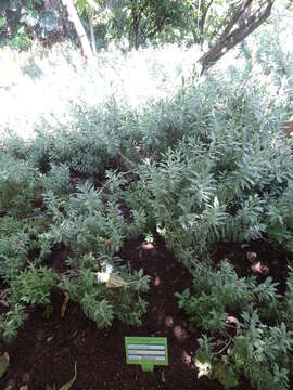 Imagem de Lavandula rotundifolia Benth.