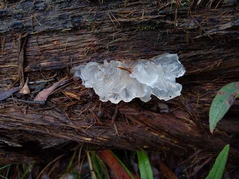 Image of snow fungus