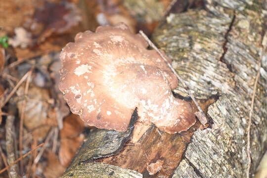 Image of birch polypore