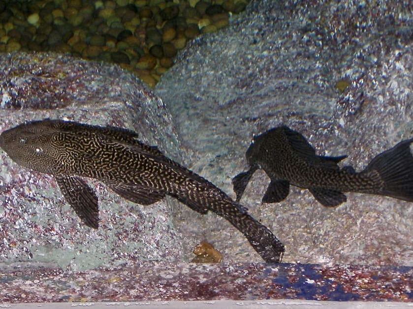 Image of Amazon sailfin catfish