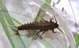 Image of Knobbed Salmonfly