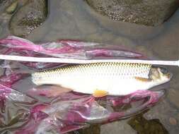 Image of Taiwan Shoveljaw Carp