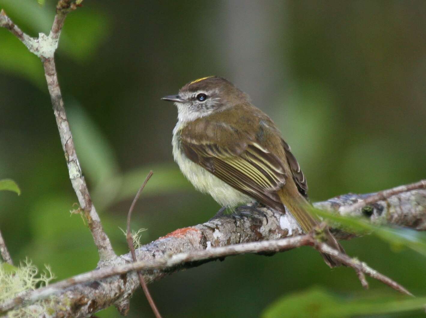 Image of Jamaican Elaenia