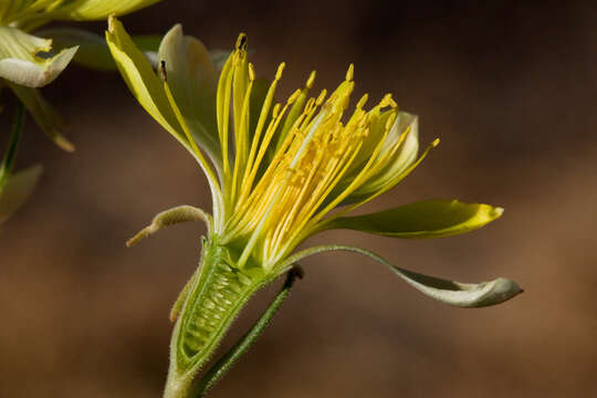 Image of Adonis blazingstar