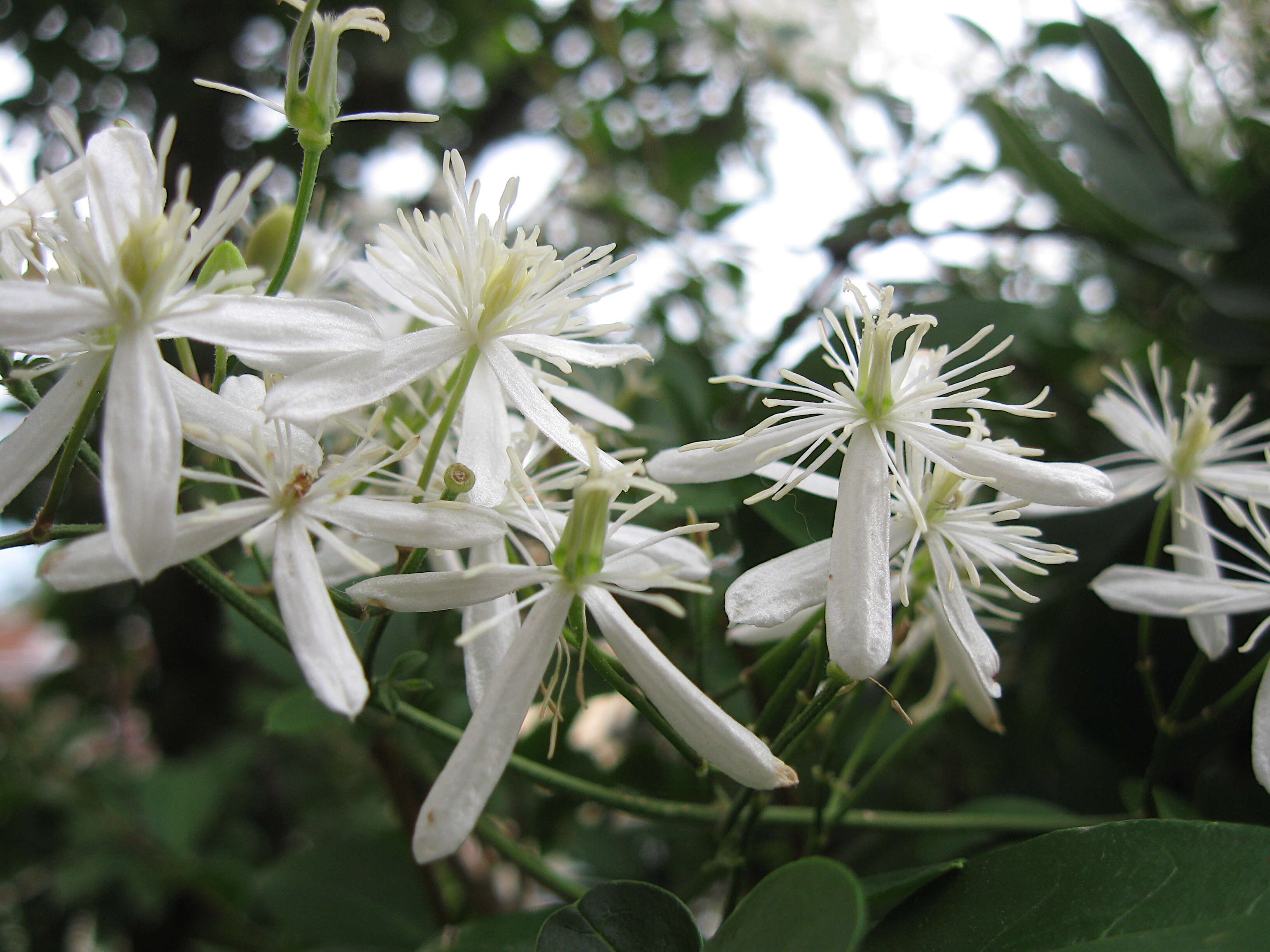 Imagem de Clematis terniflora DC.