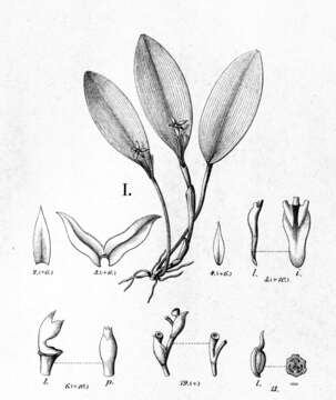 Image of Anathallis brevipes (H. Focke) Pridgeon & M. W. Chase