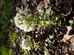 Image of Petasites albus (L.) Gaertn.