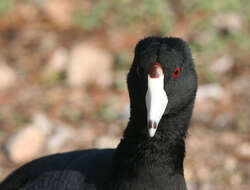 Image of Fulica Linnaeus 1758