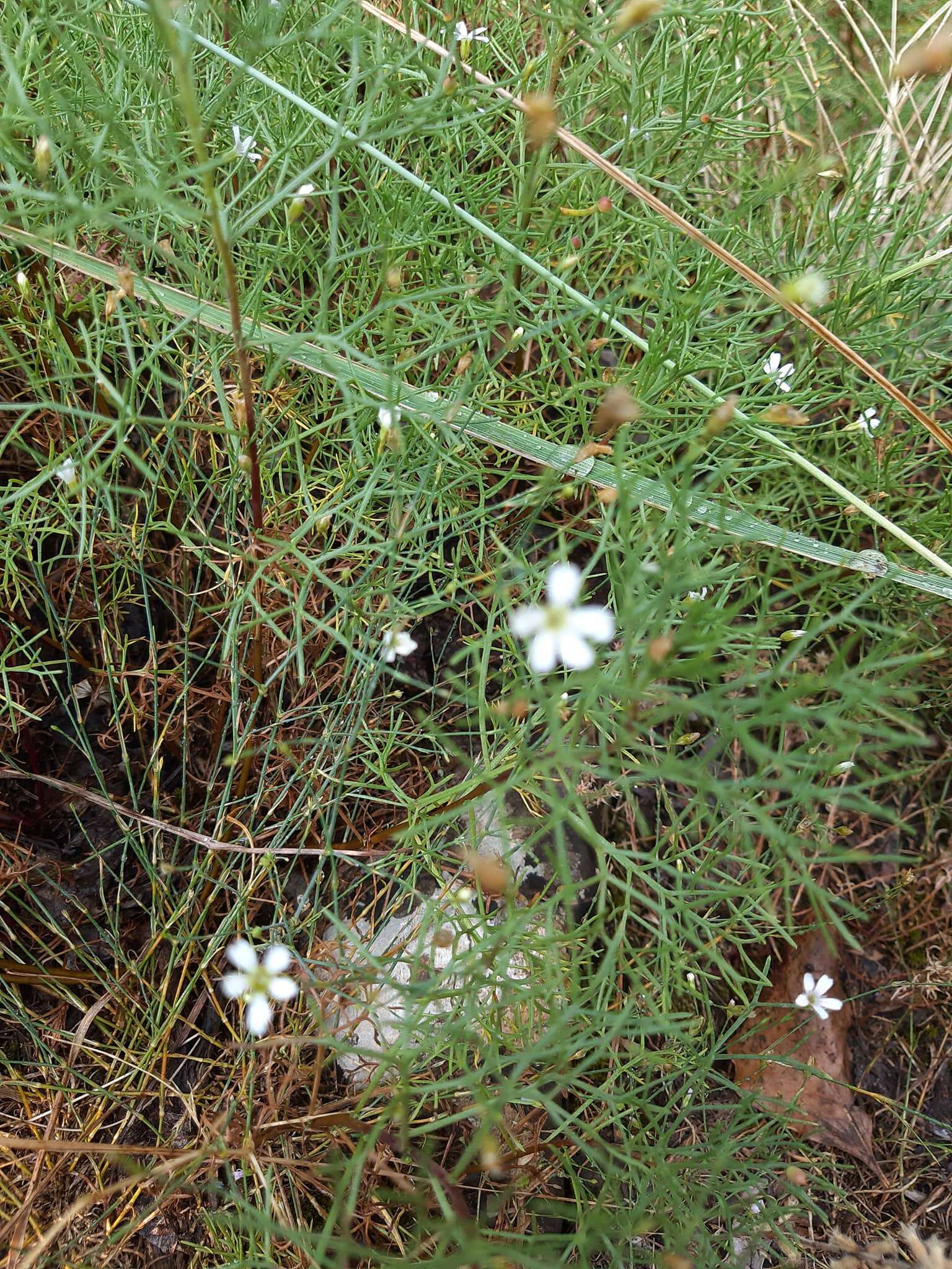 Image of perennial savory