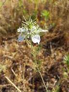 Nigella arvensis L. resmi