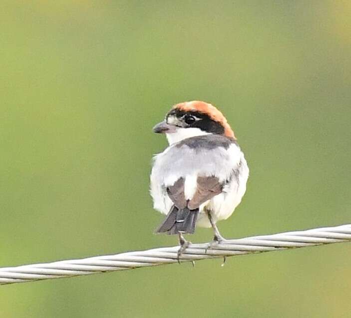 Image of Woodchat Shrike