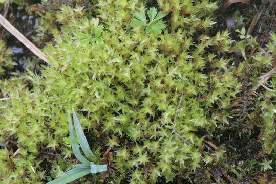 Image of common green bryum moss