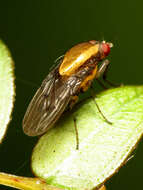 Image of heleomyzid flies