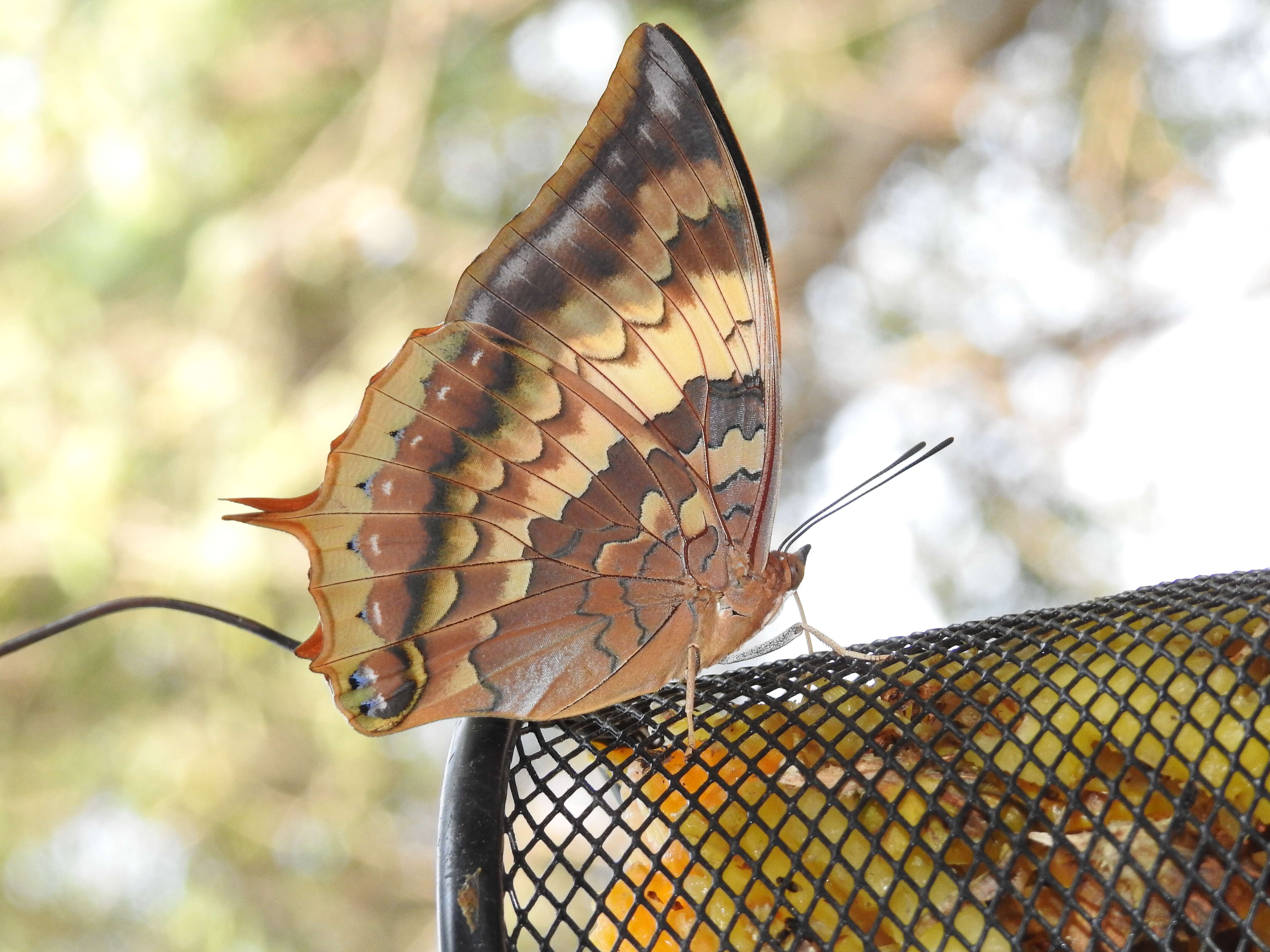 Image of Charaxes psaphon Westwood 1848