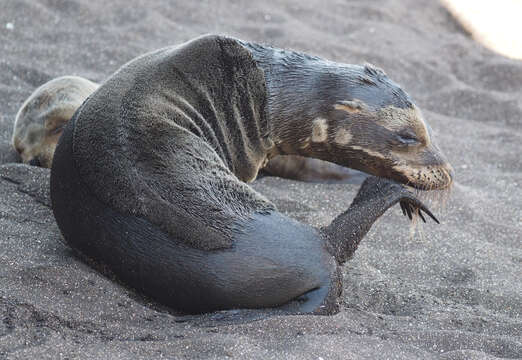 Image of Galapagos Sea Lion