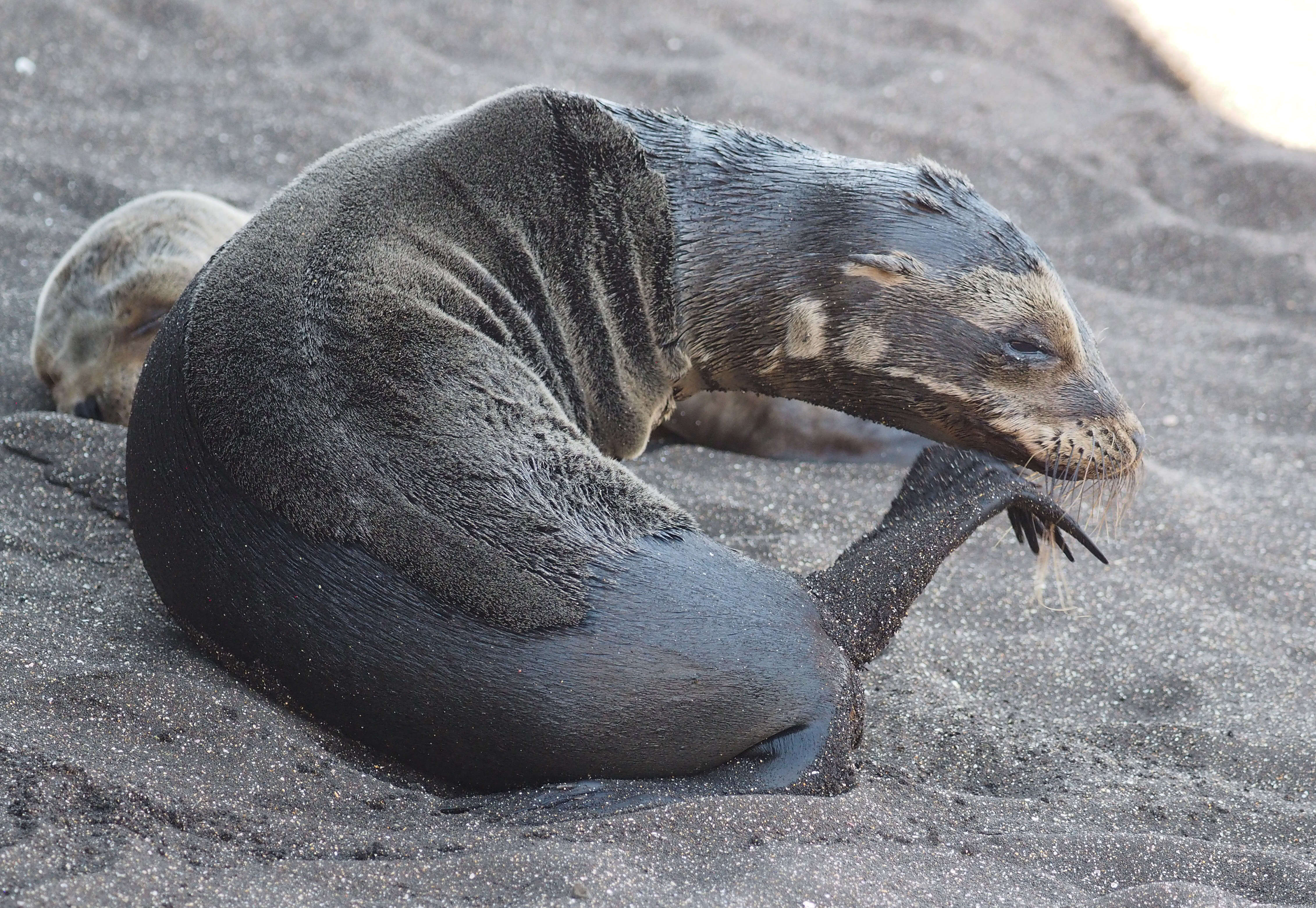 Image de Otarie des Galapagos
