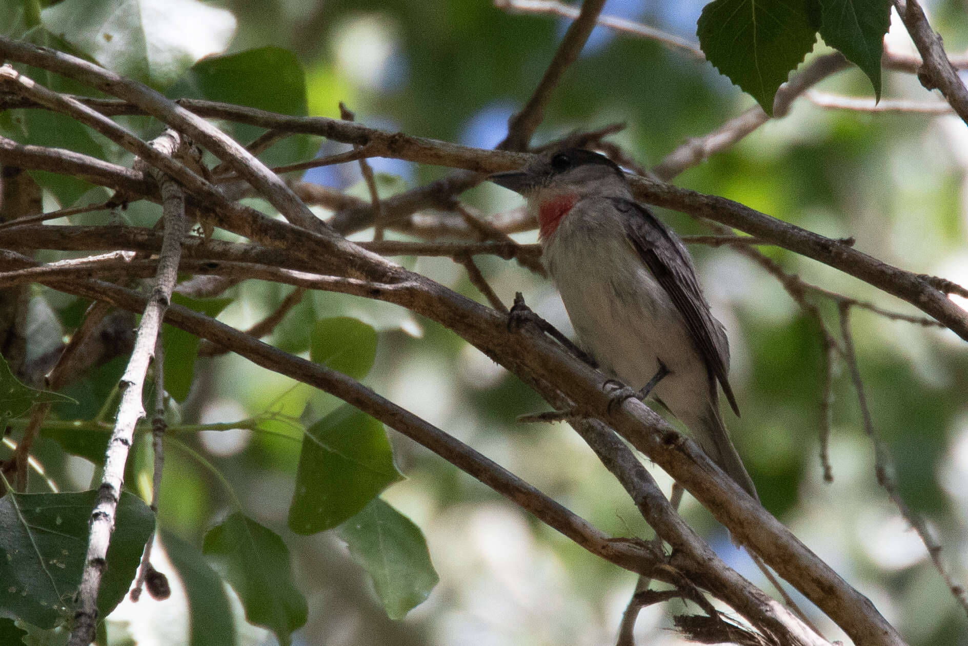 Pachyramphus aglaiae (Lafresnaye 1839) resmi