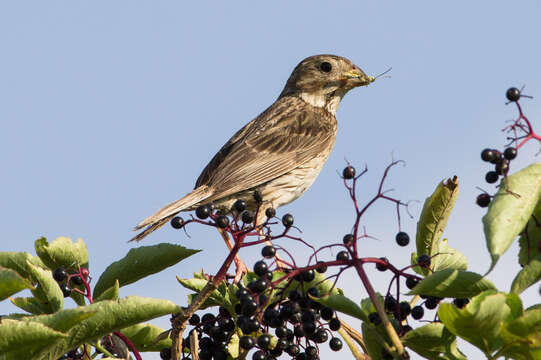 Image of Corn Bunting