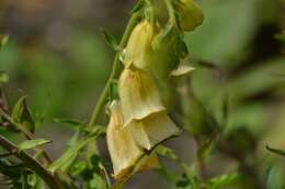 Imagem de Digitalis grandiflora Mill.