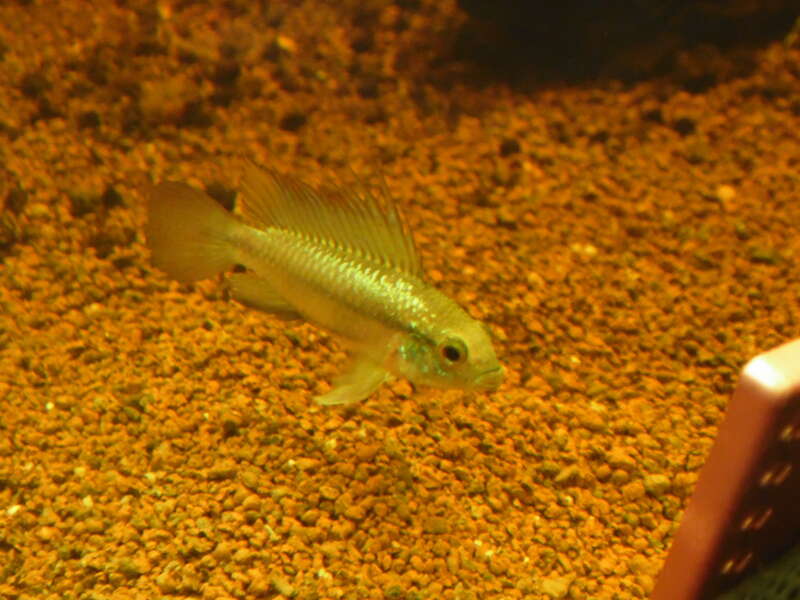 Image of Apistogramma trifasciata (Eigenmann & Kennedy 1903)