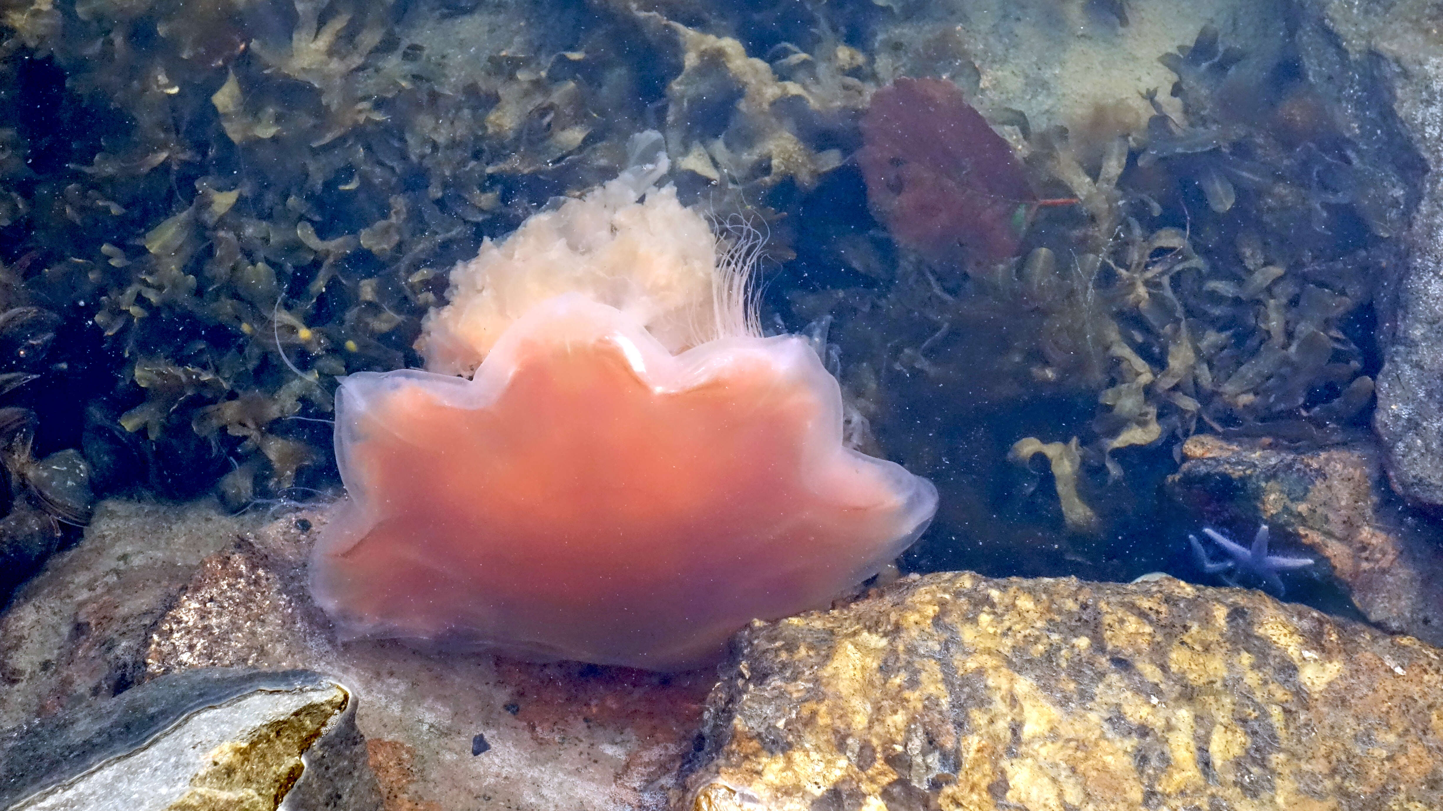 Image de fucus vésiculeux