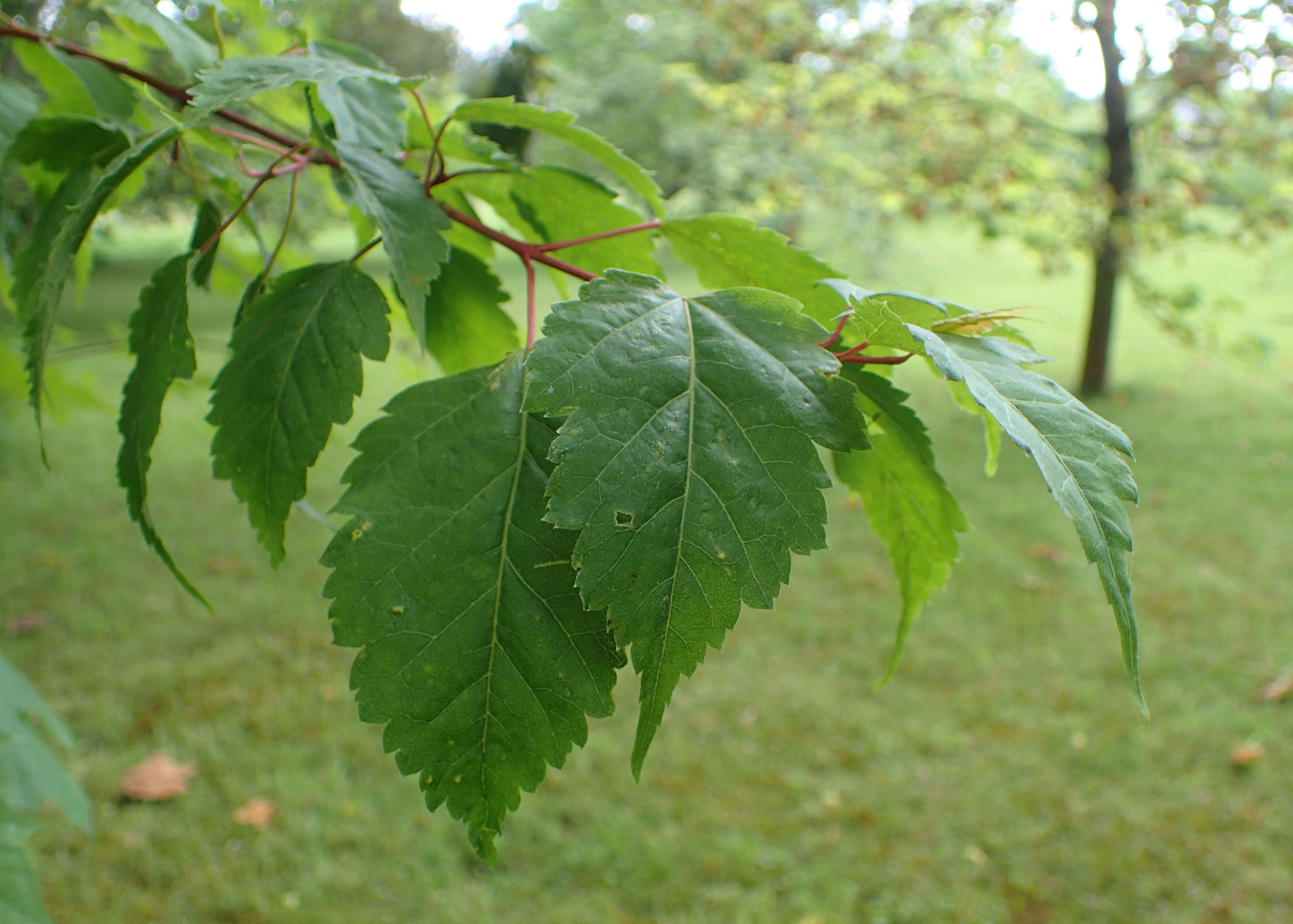 Image of Birch-leafed Maple