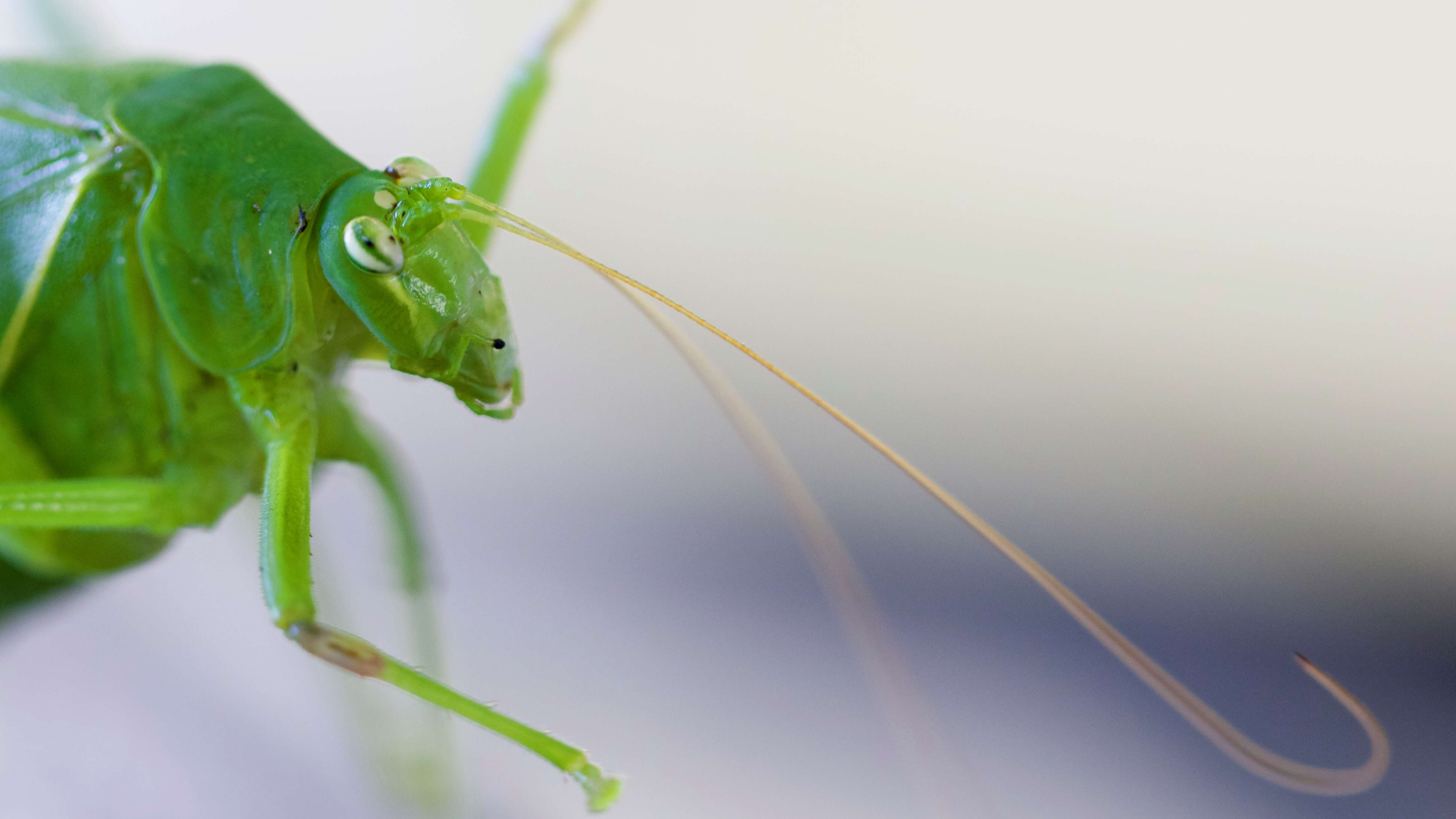 Image of Tettigonioidea