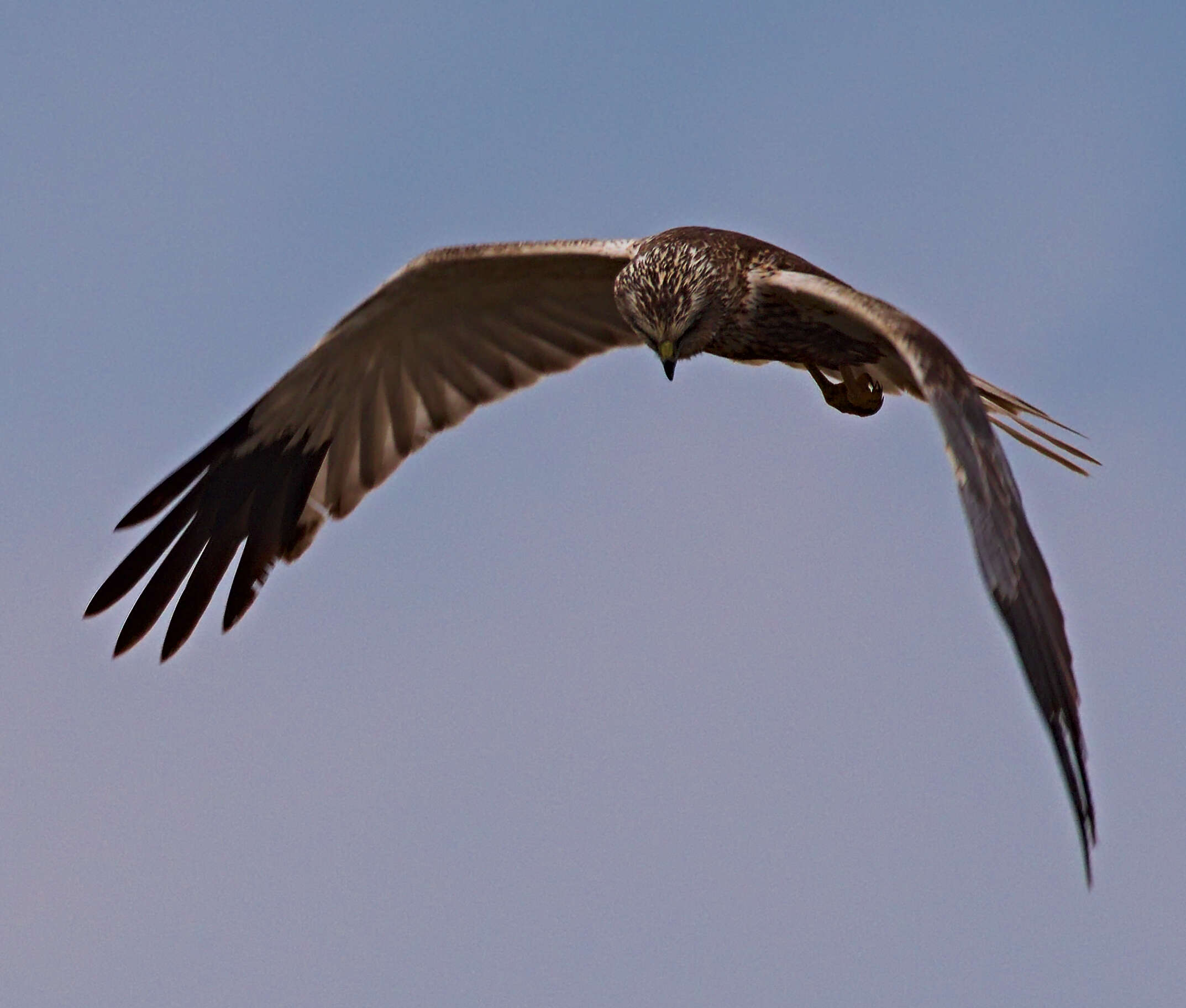 Imagem de Circus aeruginosus (Linnaeus 1758)