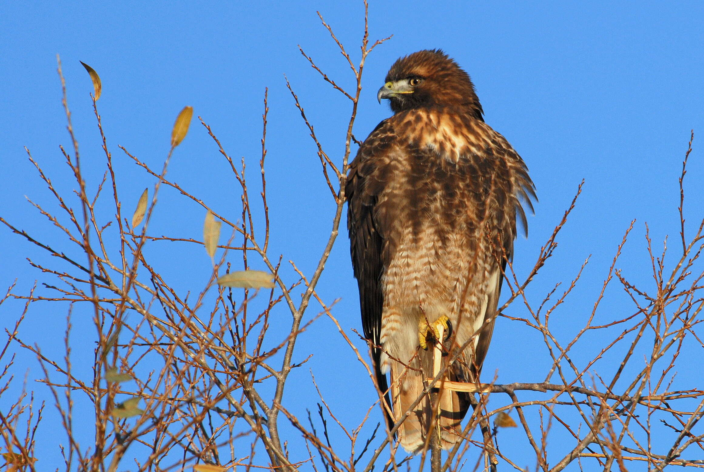 Image of Red-tailed Hawk