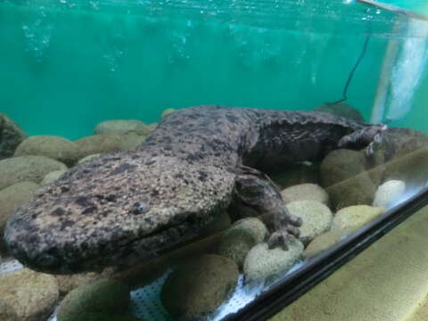 Image of Japanese Giant Salamander