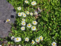 Image de Bellium fausse pâquerette