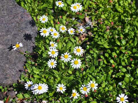 Image de Bellium fausse pâquerette