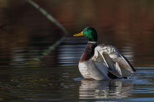 Image of Common Mallard