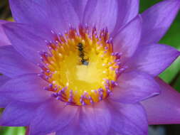 Image of blue star water-lily