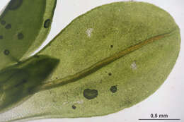 Image of Wideleaf Tortula Moss