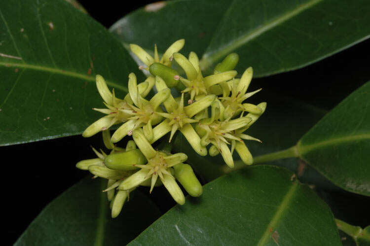 Image of Sarcomelicope simplicifolia (Endl.) T. G. Hartley