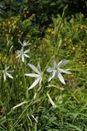 Image of St. Bernard’s lily