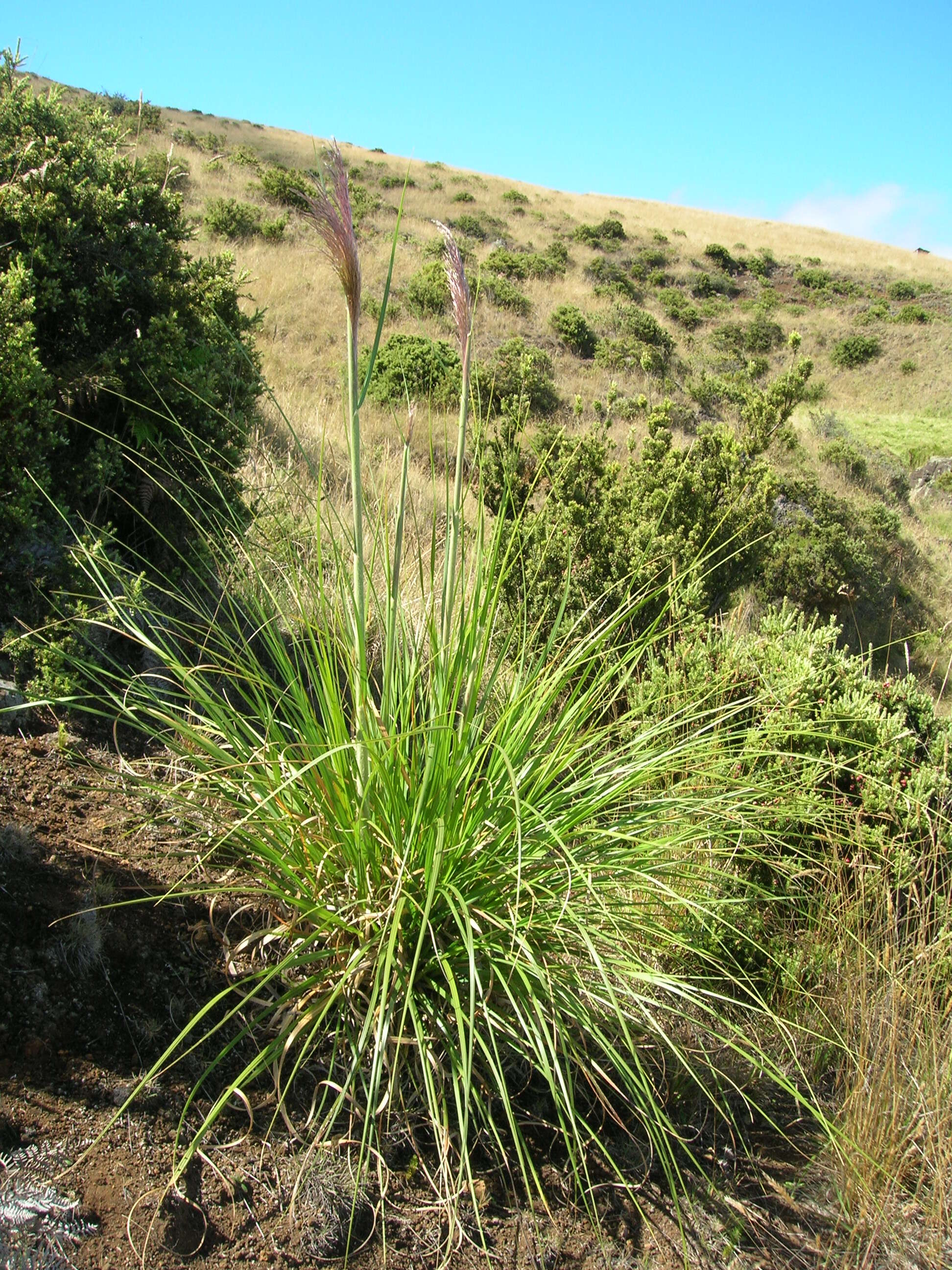 Image of purple pampas grass