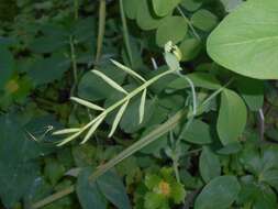 Image of Lathyrus pisiformis L.