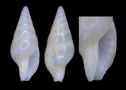 Sivun Mitrella intermissalineata K. Monsecour & D. Monsecour 2016 kuva