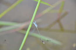 Image de Lestes praemorsus Hagen ex Selys 1862