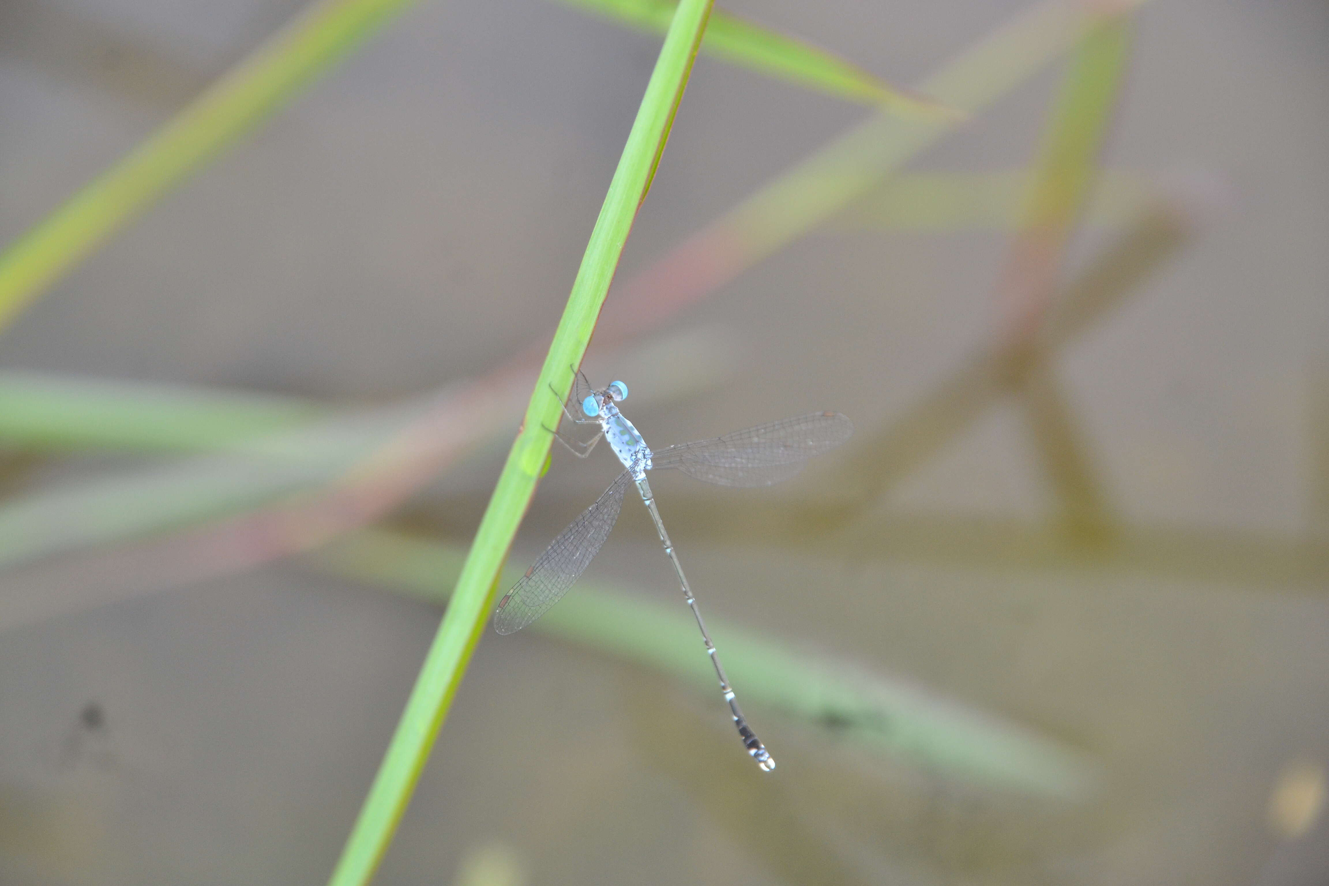 Image de Lestes praemorsus Hagen ex Selys 1862