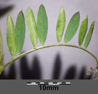 Image of lentil vetch