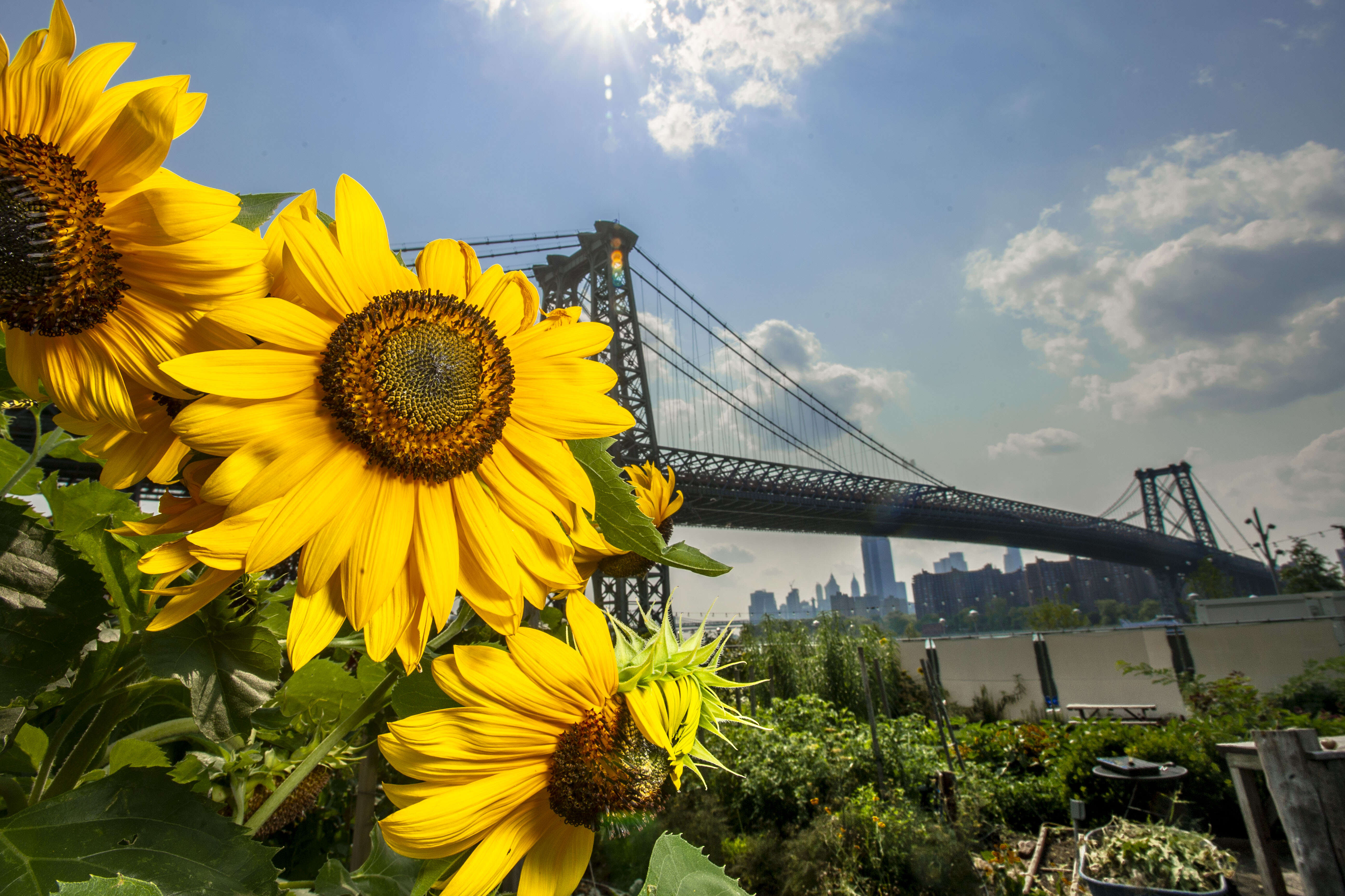 Image of common sunflower