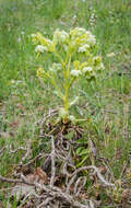 Image of Stinking Hellebore